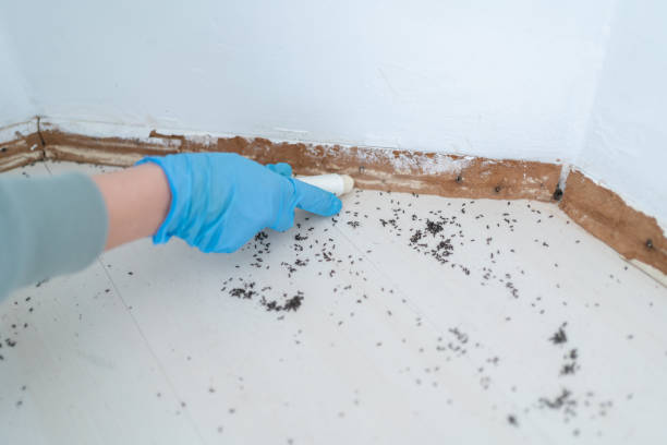 Best Pest Control Treatment  in East Jordan, MI